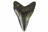 Juvenile Megalodon Tooth - Georgia #115714-1